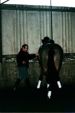David Pincus training a horse in-hand