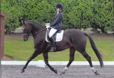 Lucy Pincus riding Sheepcote Doncalisto