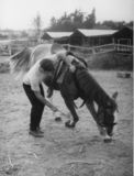 David Pincus teaching his horse to bow