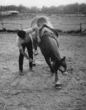 David Pincus teaching his horse to bow