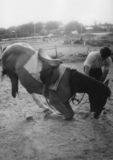 David Pincus teaching his horse to bow