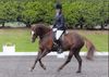 Lucy Pincus riding Sheepcote Rock on