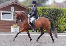 Lucy Pincus riding Sheepcote Sandmartin